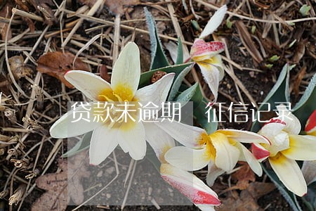 贷款未逾期 征信记录 贷款未逾期 征信记录